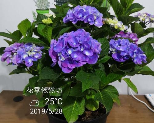 绣球花秋季怎么养护（有关绣球花的养护和管理）