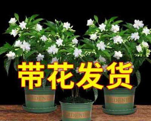 丁香花盆栽怎么养（丁香花的养殖方法和注意事项）