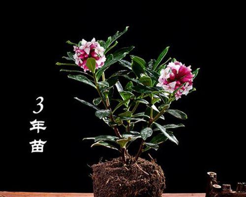 好养的花有哪些品种（适合室内养的植物排名）