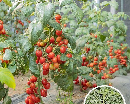 如何种植西红柿（西红柿种植的方法和技术）