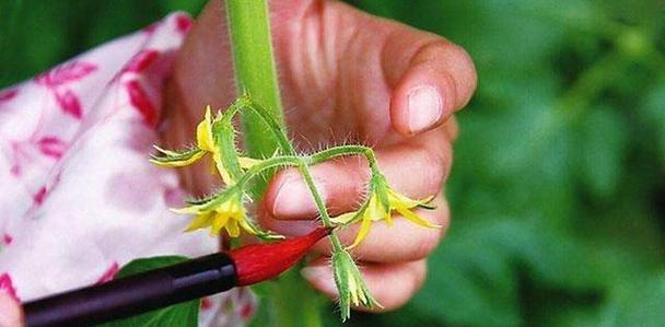 如何种植西红柿（西红柿种植的方法和技术）
