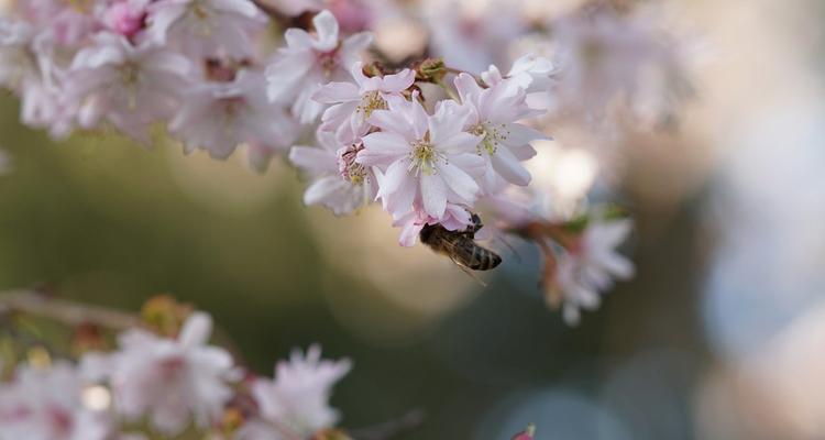 樱花什么时候开花季节是春天吗（樱花开放季节）