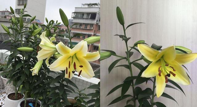 百合花什么时候种植（百合种植时间和方法）