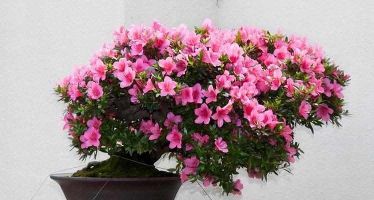 花中西施指的是什么花（最常见的植物介绍）