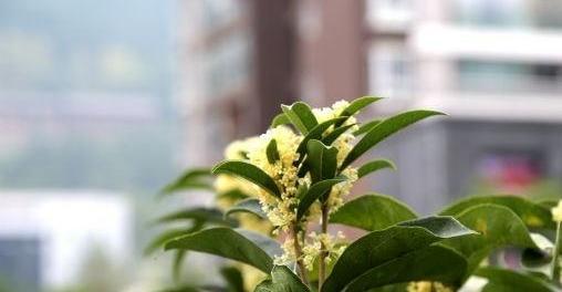 桂花的栽种方法有哪些（有关桂花树的栽培技术）