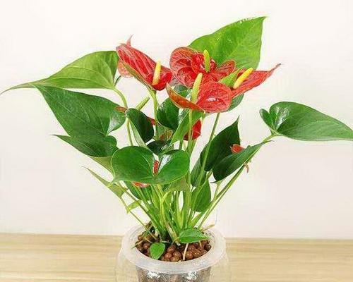红掌花怎么养才会茂盛（红掌的养殖方法和浇水）