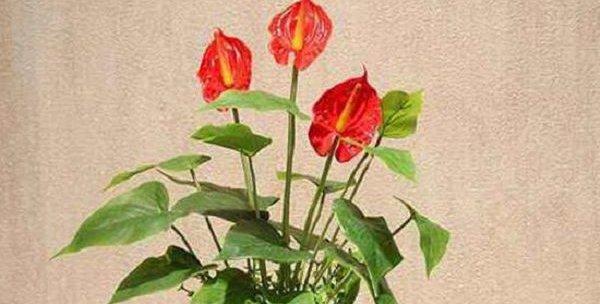 红掌花怎么养才会茂盛（红掌的养殖方法和浇水）