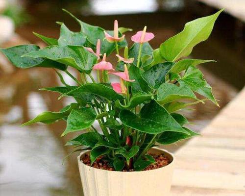 红掌花怎么养才会茂盛（红掌的养殖方法和浇水）