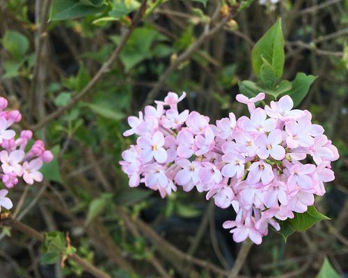 丁香花什么时候开（丁香花的花期简单介绍）