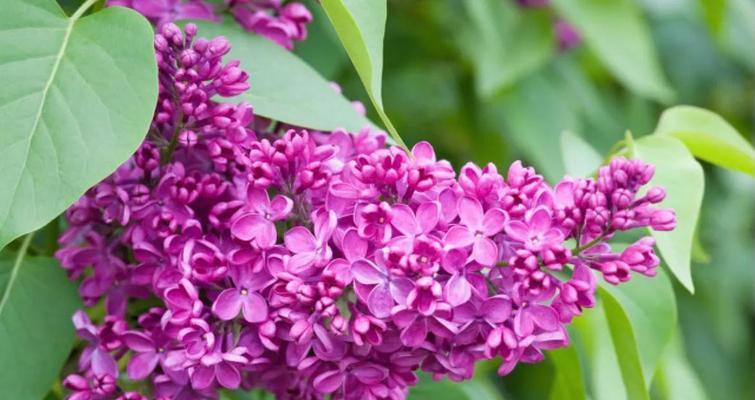 丁香花什么时候开（丁香花的花期简单介绍）