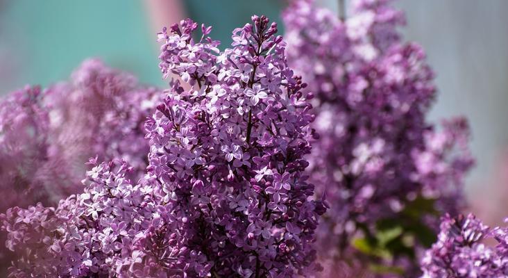 丁香花什么时候开（丁香花的花期简单介绍）