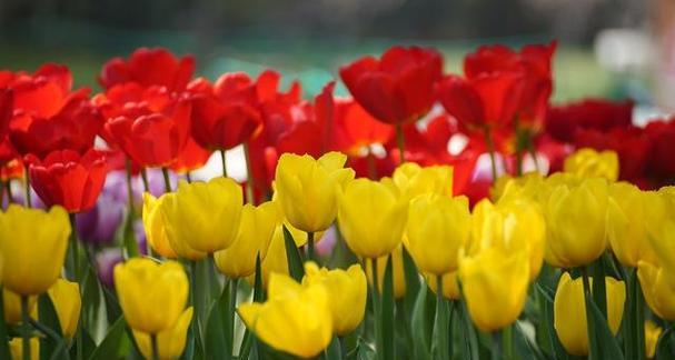 郁金香适合什么季节种植（郁金香种植时间）