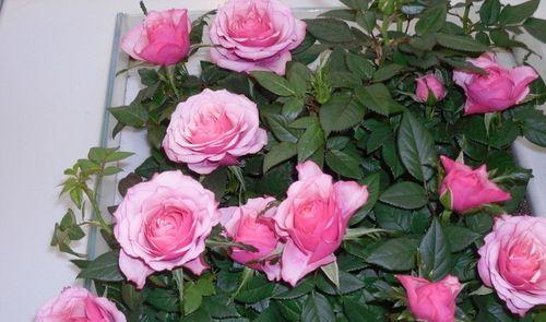 玫瑰的种植方法及管理（打造美丽花园的玫瑰种植技巧）