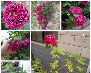玫瑰的种植方法及管理（打造美丽花园的玫瑰种植技巧）