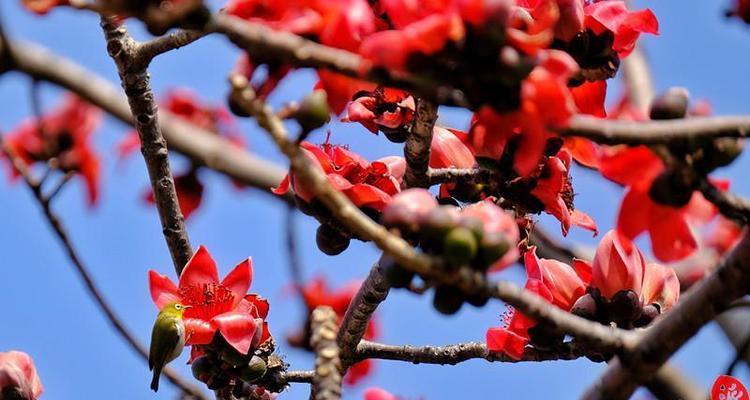 木棉花什么时候开花（木棉花花期简介）