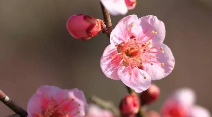 梅花在什么时候开放（观赏梅花花期简介）