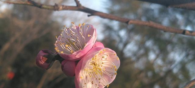 梅花在什么时候开放（观赏梅花花期简介）