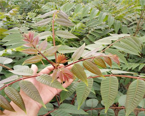 香椿树苗怎样栽培（香椿树种植技术要点）