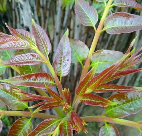 香椿树苗怎样栽培（香椿树种植技术要点）