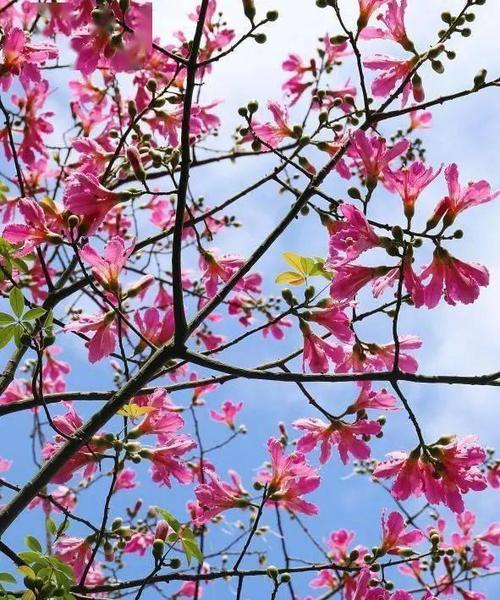 攀枝花是什么花图片（有关攀枝花的养护知识）