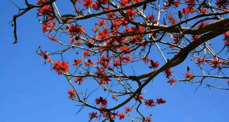 攀枝花是什么花图片（有关攀枝花的养护知识）