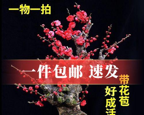 腊梅小苗怎么养好（腊梅的栽培与管理）