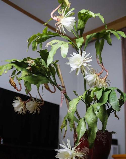 昙花的养殖方法和注意事项（详解昙花栽培技术）