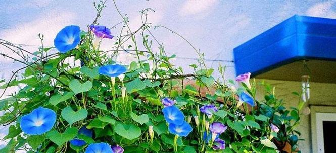 植物怎么传播种子（盘点10种植物的传播方式）