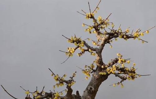 蜡梅盆景怎么养护（蜡梅盆景的养殖方法和注意事项）