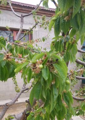 樱桃籽怎么种才能发芽（樱桃树的种植方法和时间）