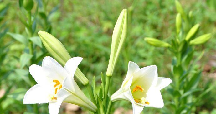 百合花的特点和外形（了解百合花的种植方法）