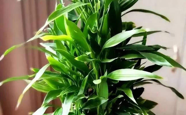 富贵竹的繁殖方法和养殖技巧（让富贵竹快速生根的诀窍）