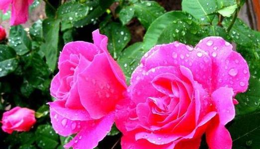 月季花什么时候开放（月季花花期简单介绍）