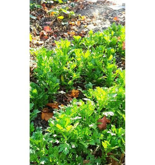 枫蒿菜怎么种植容易发芽（枫蒿催芽种植方法步骤）