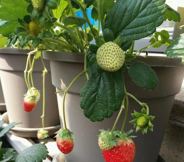 草莓种什么时候种（草莓种植时间和方法）