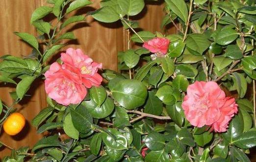 茶花凤仙怎么养（茶花凤仙花养殖方法和注意事项）
