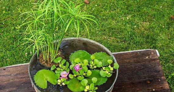 碗莲的种植方法水培（培养美丽水景）