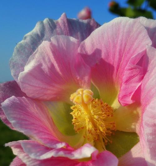 芙蓉花开花季节是几月份（关于芙蓉花开花时间）