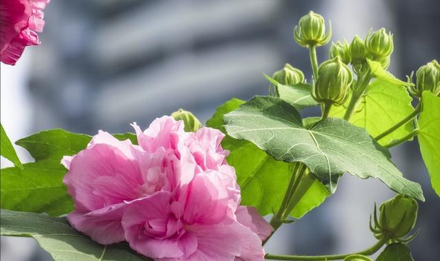 芙蓉花开花季节是几月份（关于芙蓉花开花时间）