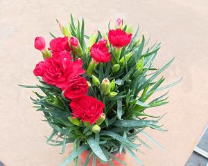 石竹花适合家里养吗（关于石竹的正确养法）