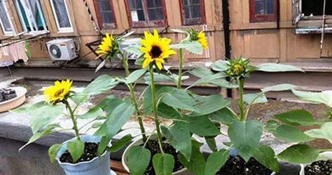 太阳花几月份播种（太阳花的种植方法和时间）