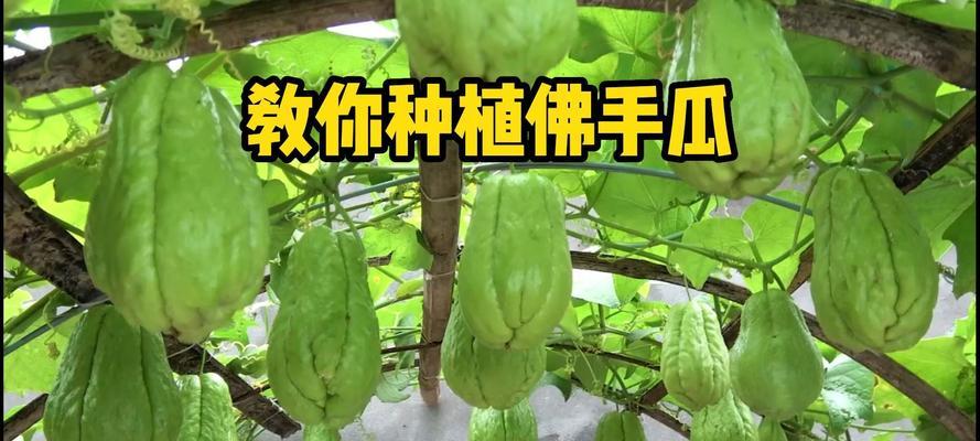 佛手瓜种子怎么种（佛手瓜的种植与管理）