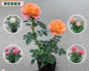 玫瑰花种子种植方法（从选种到护理）