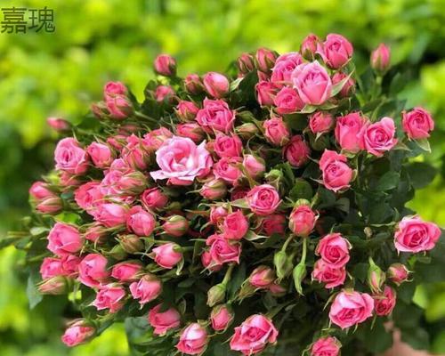 玫瑰花种子种植方法（从选种到护理）