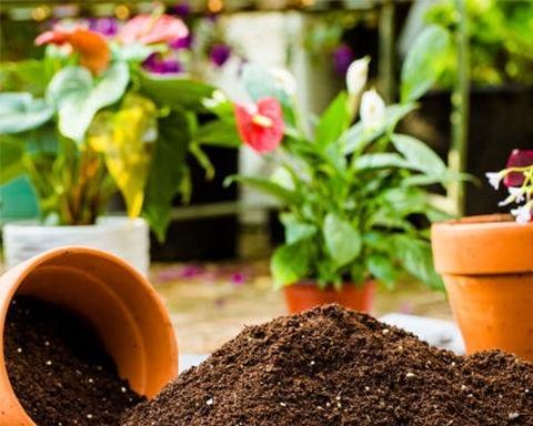 养花营养土的配制方法（优化土壤）