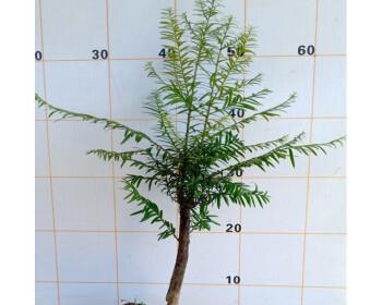 红豆杉怎么繁殖（红豆杉扦插时间和方法）