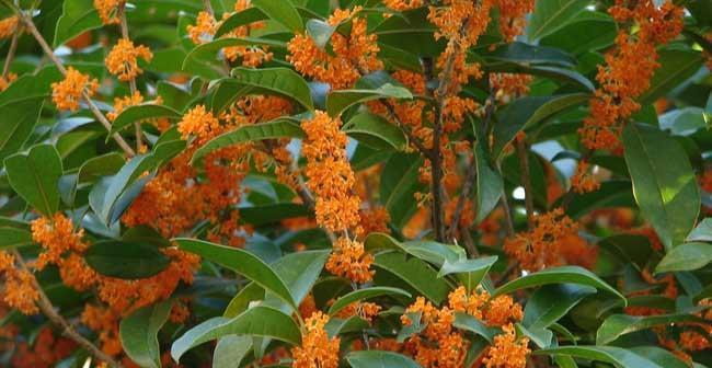 桂花树怎样种植（桂花树的种植和养护）