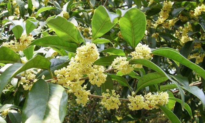 桂花树怎样种植（桂花树的种植和养护）