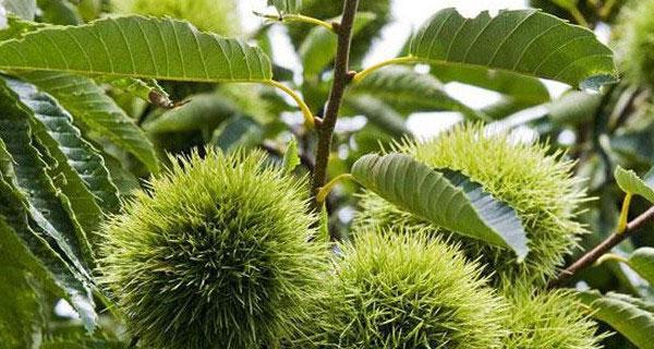 哪些植物传播种子方法（10种植物传播方式介绍）