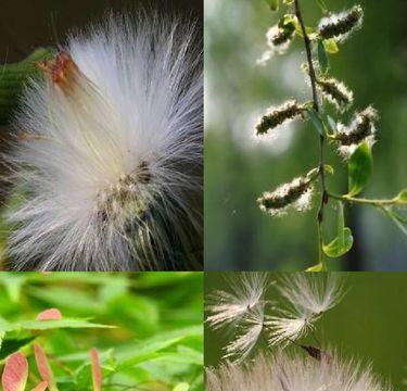 哪些植物传播种子方法（10种植物传播方式介绍）